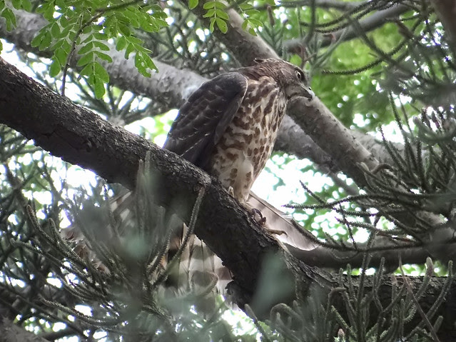 鳳頭蒼鷹/無限台南