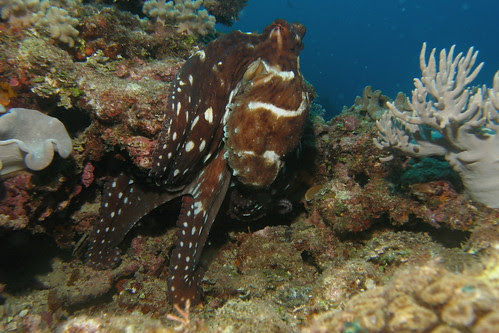 Octopus color change 5