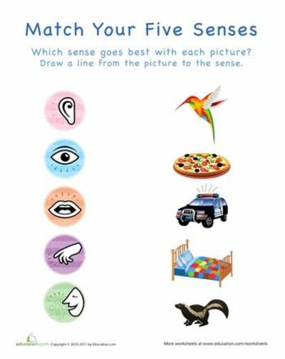 five sense worksheet: NEW 780 FIVE SENSES WORKSHEETS PRESCHOOL