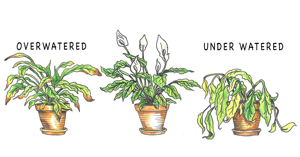 How Do You Know If You Are Overwatering Your Plants Get