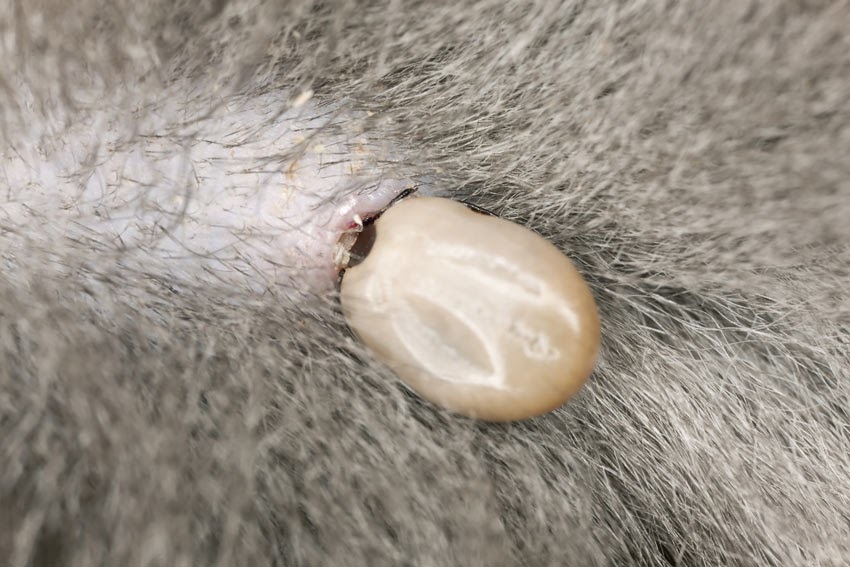 How To Take Out A Tick From A Cat