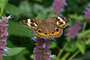 http://farm9.static.flickr.com/8448/7765581282_18d0804e83_t.jpg