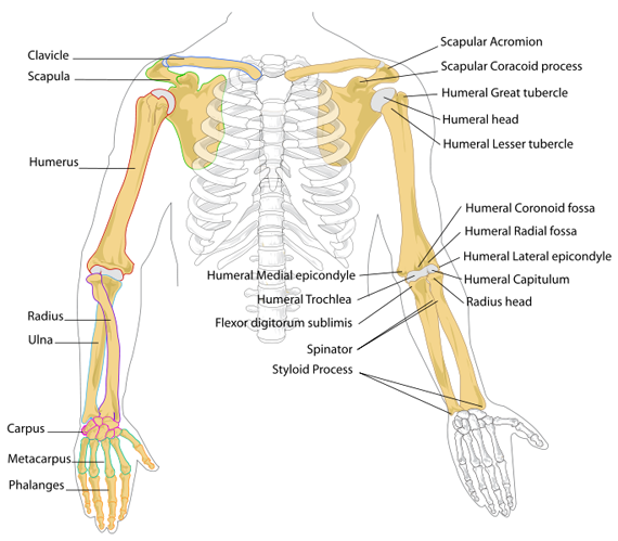 A Diagram Of Joints And Bones In The Human Body / Joints In The Human