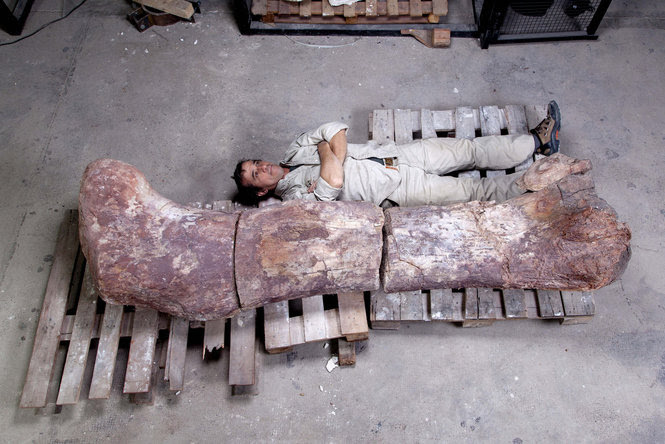 Biggest dinosaur ever unearthed in Argentina