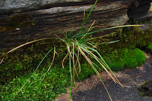 Mossy Weeds II