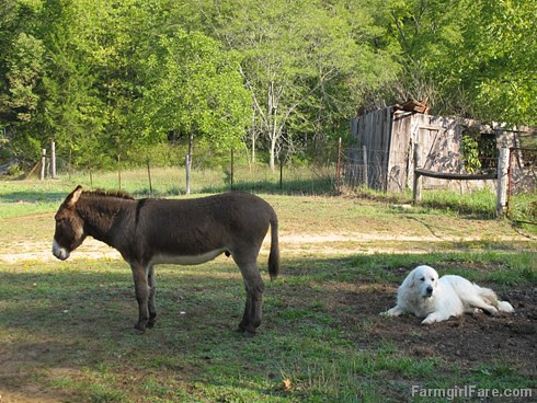 Daisy on donkey guard dog duty (17) - FarmgirlFare.com