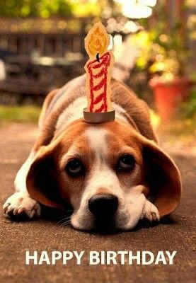 Best Of Beagle Happy Birthday | Meme Dogs