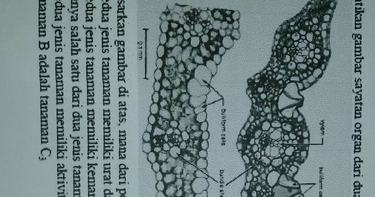 Silabus Osn Biologi / Silabus Osn Biologi Contoh Soal