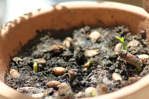 Zitronen growing lemon core