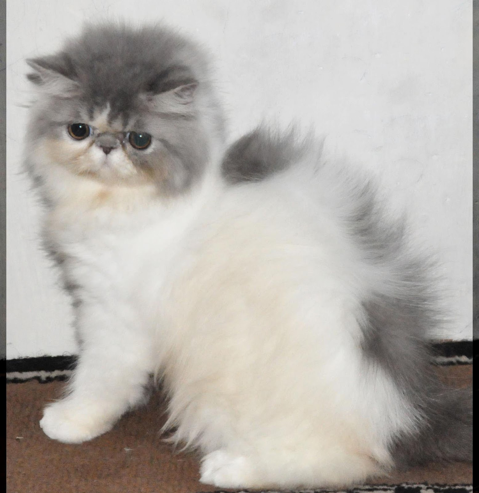  Kumpulan Gambar Dp Bbm Lucu Kucing Kumpulan Gambar DP BBM