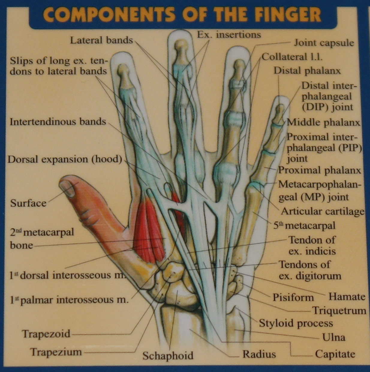 Tendon Diagram Hand - Ligaments, Tendons, and Nerves of the Wrist