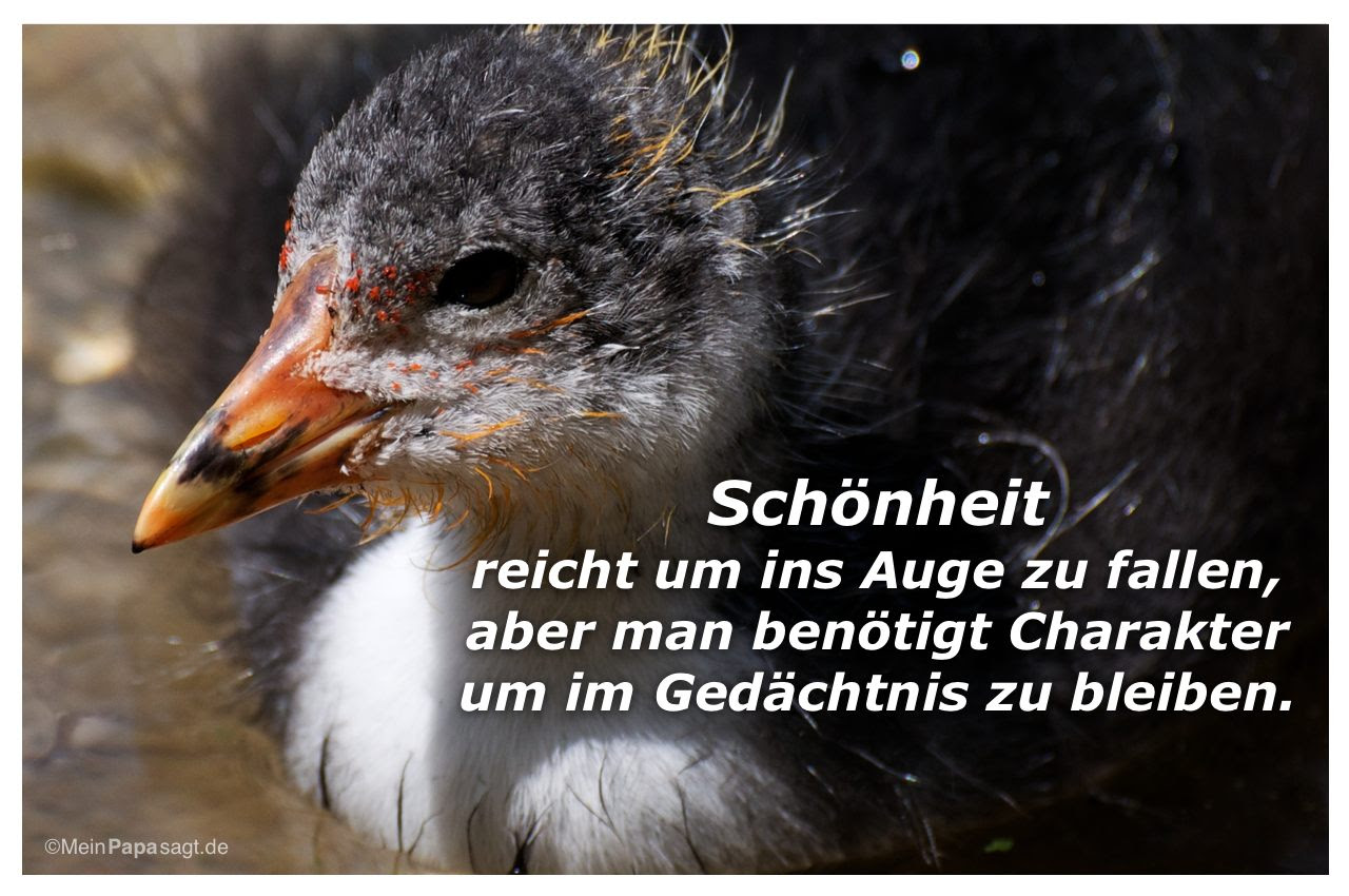 Sprüche Weisheiten Charakter sprüche und zitaten