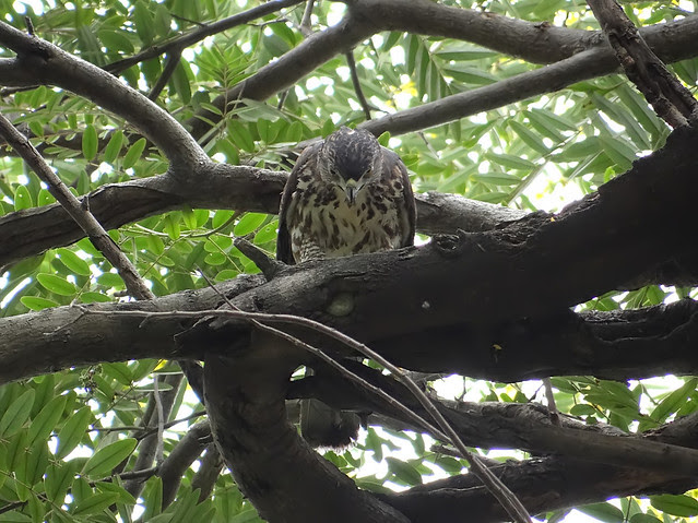 鳳頭蒼鷹/無限台南