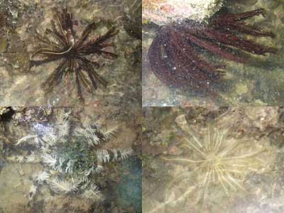 Crinoids- Class Crinoidea