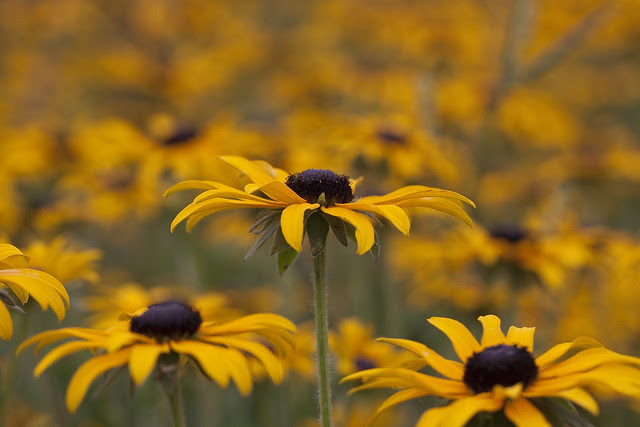 black eyed susans