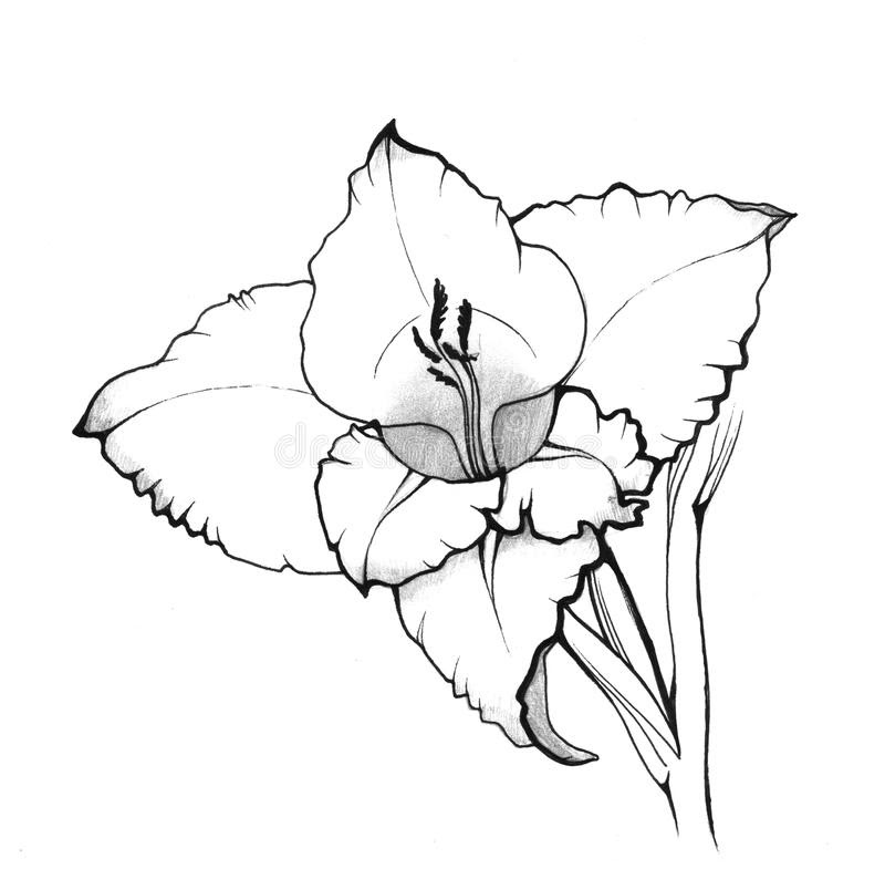 png flower crown gladiolus