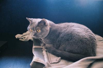 British Shorthair cat Sky