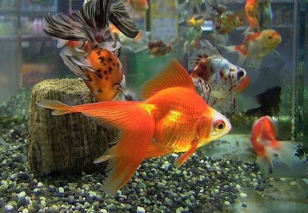 すべての動物の画像 トップ100可愛い 金魚