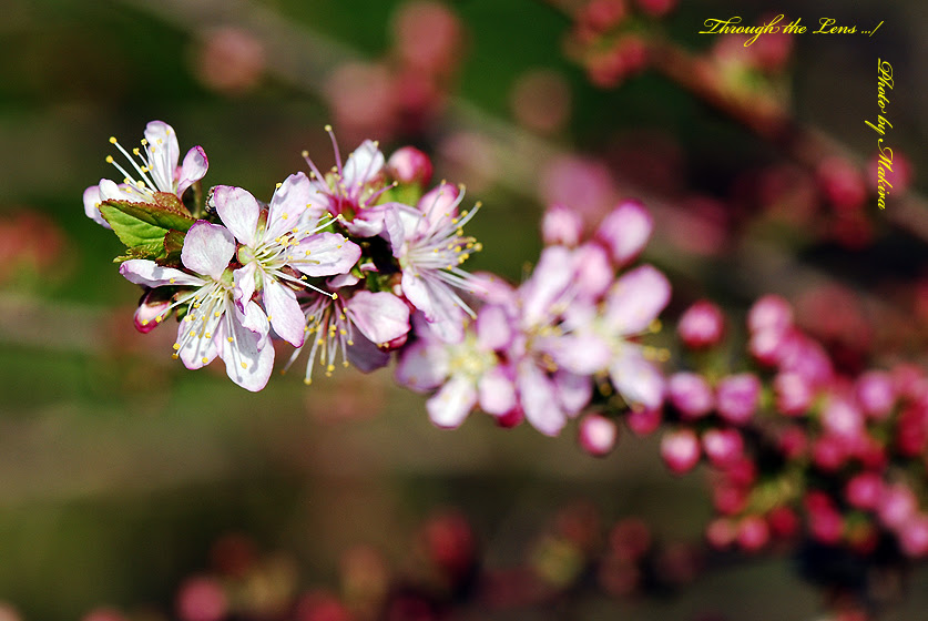 新鮮な桜 似てる 花 すべての美しい花の画像