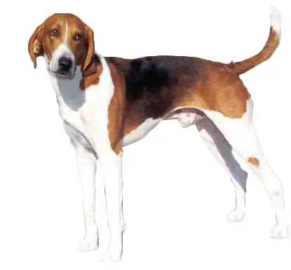 American Foxhound Information, Facts, Pictures, Training and Grooming American Foxhound Information, Facts, Pictures, Training and Grooming