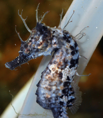 Hippocampus erectus