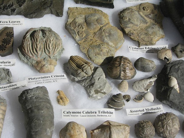 Kentucky Paleontological Society fossil collection