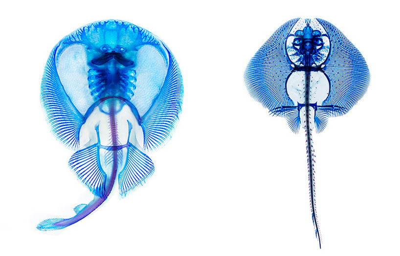 adam summers dyes fish specimens to reveal their anatomy