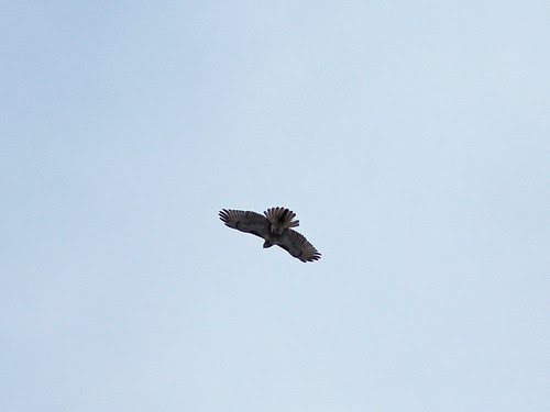 Juvenile Red-Tailed over Central Park North Woods