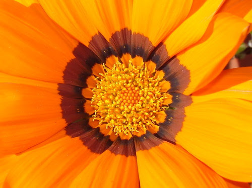 Inside the orange flower