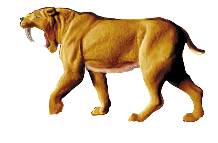 Saber Toothed Cat Extinct