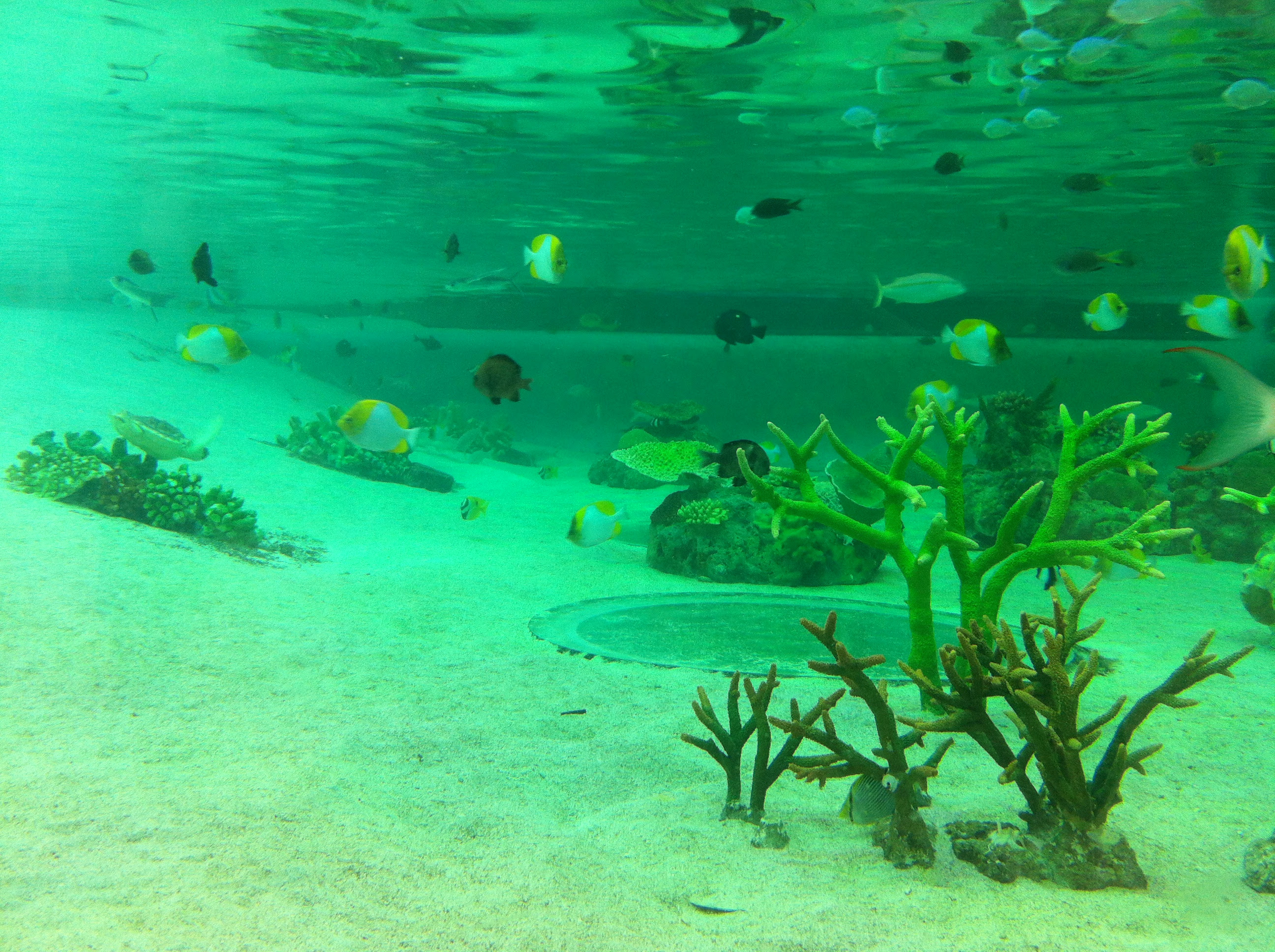 Hewan Langka2016 Binatang Yang Ada Di Laut Images Hewan Langka2016 Binatang Yang Ada Di Laut Images