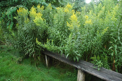 Solidago, Goldenrod, Brine Garden