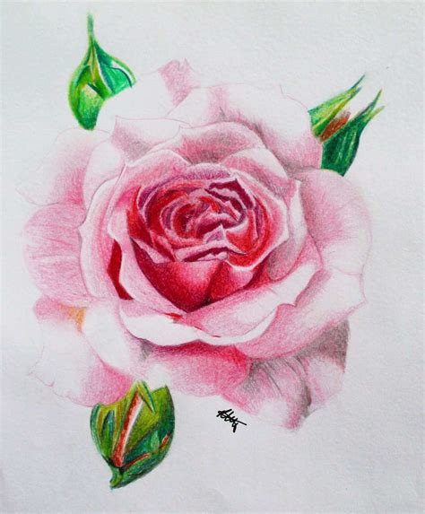 Gambar Bunga Mawar Lukisan Pensil Gambar Bunga Mawar