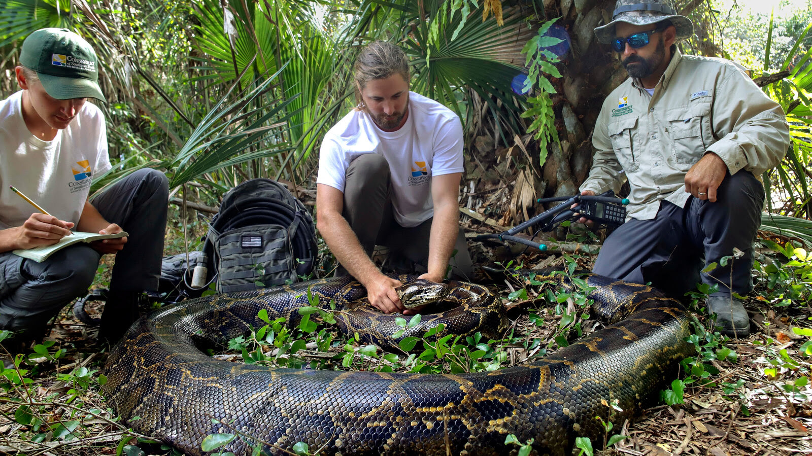 To Catch a Snake: Largest Python Found in Everglades Signals a Threat