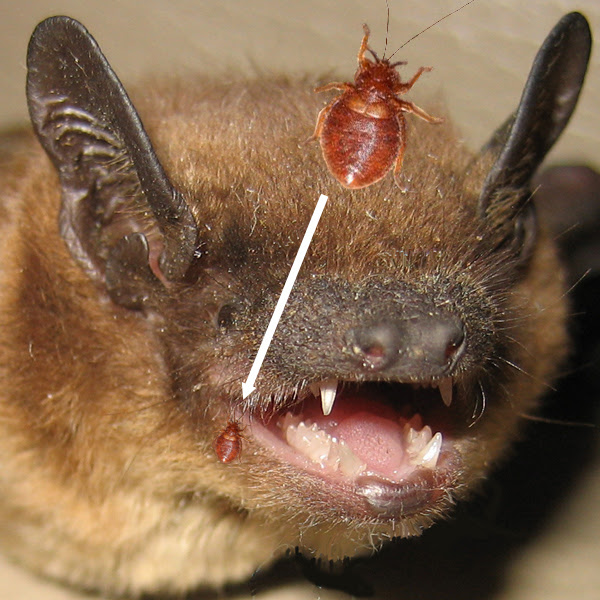 Fresh Show Me A Picture Of A Bat Bite pixaby