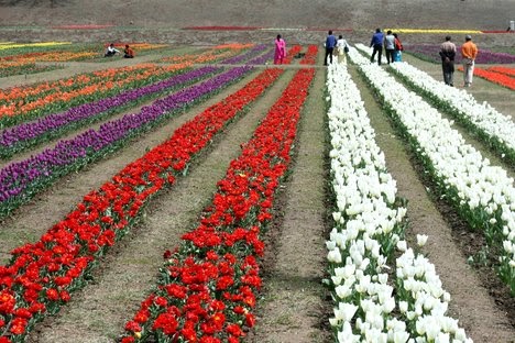 floriculture india industry booming agribusiness info