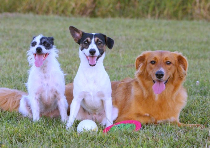 Amedelyofpotpourri: Havanese Basenji Mix