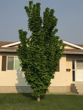 Different Types Of Small Evergreen Trees - types of small evergreen trees