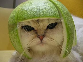 cat_helmet