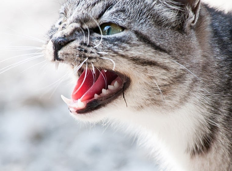 Thedarlingbakers: Was Braucht Man Alles Fur Eine Katze