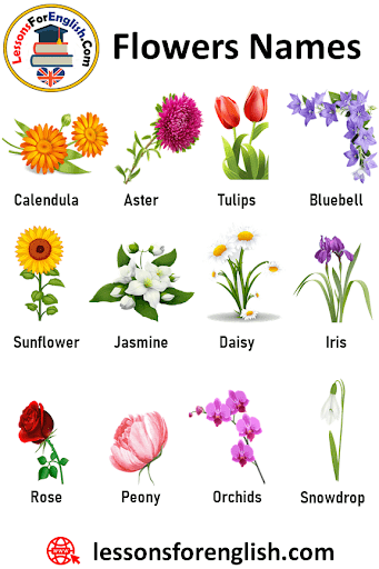 Names Of Flowers And Pictures / List Of Flower Names From A To Z ...