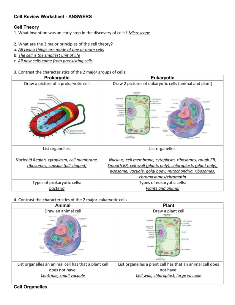 32 Cell Theory Timeline And Worksheet Answer Key - Worksheet Iist Source