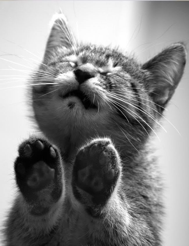 25 animals that know how to properly ask for cookies