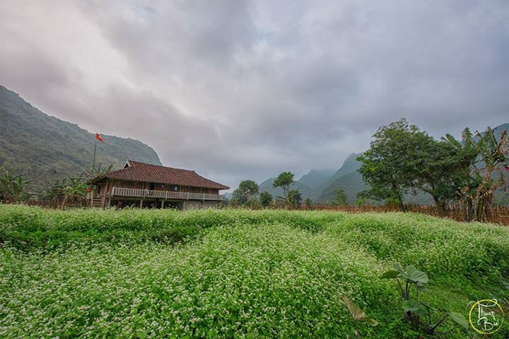 Cung phượt ngắm hoa tam giác mạch chỉ cách Hà Nội 180km - ảnh 1 Hình ảnh Cung phượt ngắm hoa tam giác mạch chỉ cách Hà Nội 180km số 1