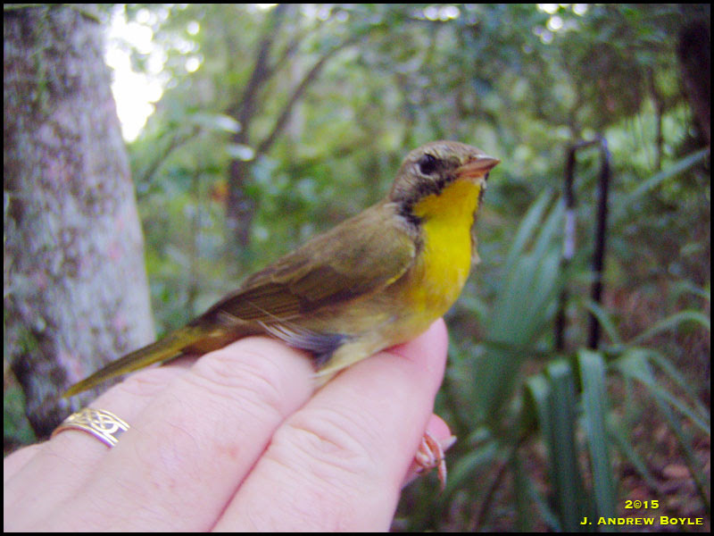 Common Yellowthroat Common Yellowthroat