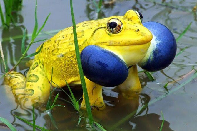 Animals most unexpected colors