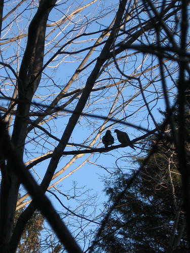 birds chatting