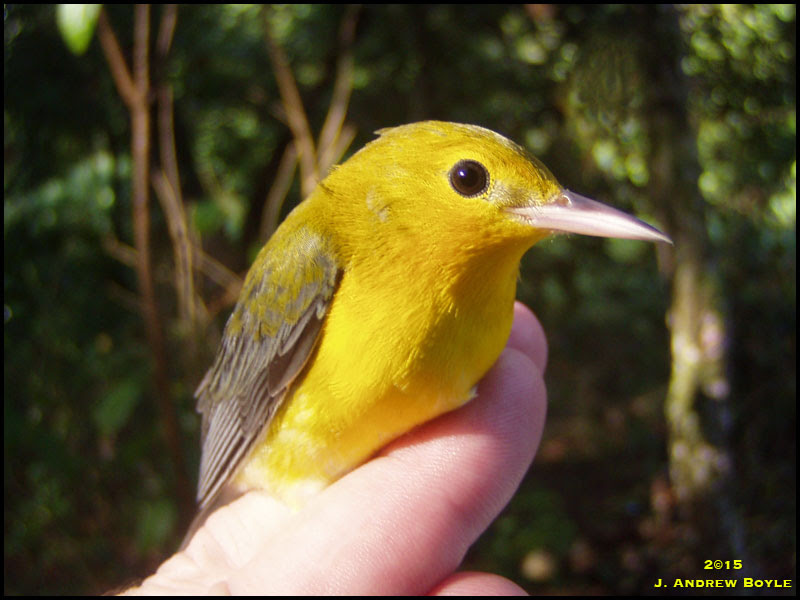Prothonotary Warbler Prothonotary Warbler