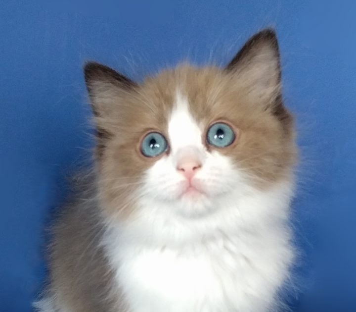 hbwgdesign: How Much Do Kitten Shots Cost