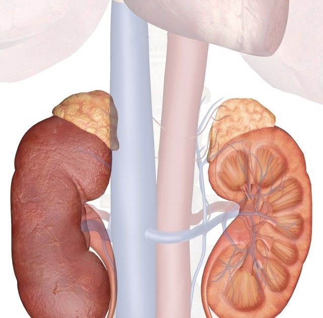 Kidney Location In Body Images - kidausx